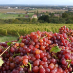 Galerie Mod&egrave;le