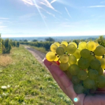 Galerie Mod&egrave;le