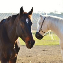 Centres &Eacute;questres